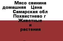 Мясо свинина домашняя › Цена ­ 180-200 - Самарская обл., Похвистнево г. Животные и растения » Другие животные   